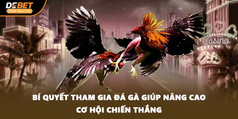 Bí quyết tham gia đá gà giúp nâng cao cơ hội chiến thắng