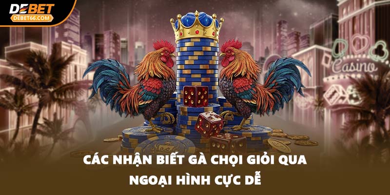 Các nhận biết gà chọi giỏi qua ngoại hình cực dễ