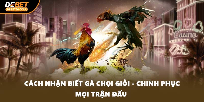 cách nhận biết gà chọi giỏi