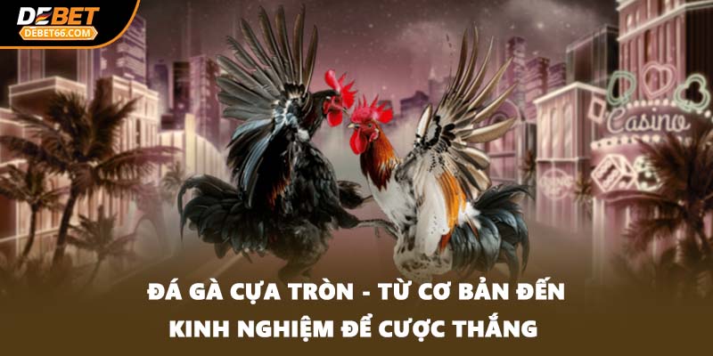đá gà cựa tròn