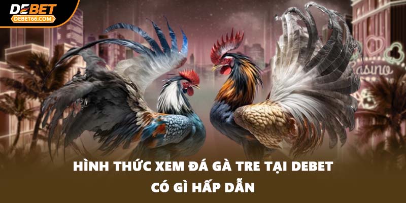 Hình thức xem đá gà tre tại DEBET có gì hấp dẫn