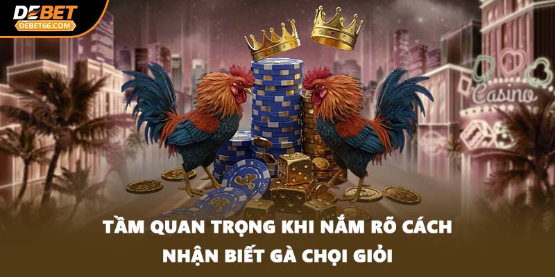 Tầm quan trọng khi nắm rõ cách nhận biết gà chọi giỏi